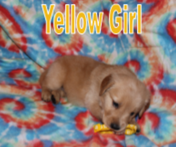 Medium Photo #2 Golden Retriever Puppy For Sale in PORTAGE, WI, USA
