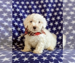 Bichpoo Puppy for sale in LINCOLN UNIV, PA, USA