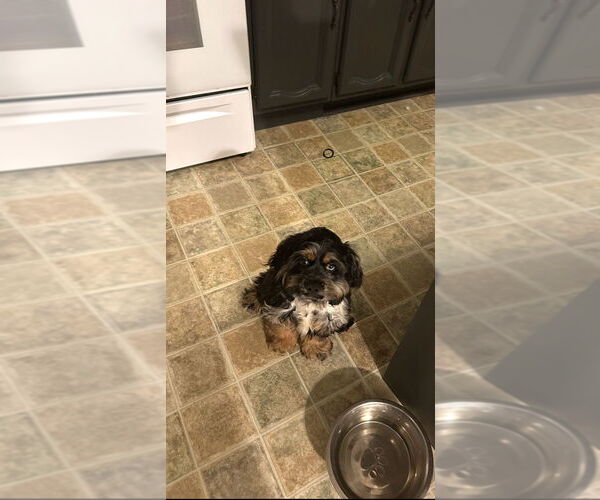 Medium Photo #3 Cocker Spaniel Puppy For Sale in Aurora, IN, USA