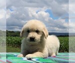 Small Photo #2 English Cream Golden Retriever Puppy For Sale in WAYNESBORO, PA, USA