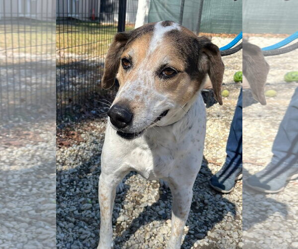 Medium Photo #2 Mutt Puppy For Sale in Jackson , NJ, USA