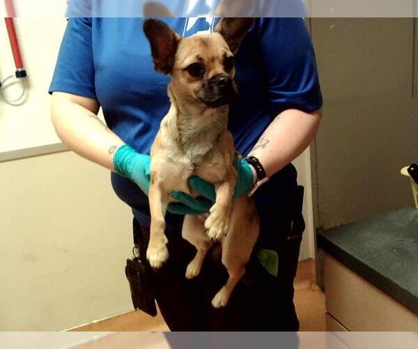 Medium Photo #1 Mutt Puppy For Sale in Martinez, CA, USA