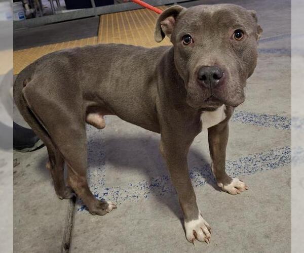 Medium Photo #1 American Pit Bull Terrier Puppy For Sale in Bakersfield, CA, USA