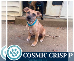 Mutt Dogs for adoption in Kimberton, PA, USA