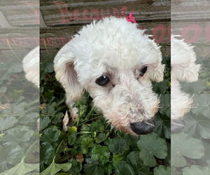 Snow and Frost. - Female Bichon Frise Dog for Adoption - Photo #3