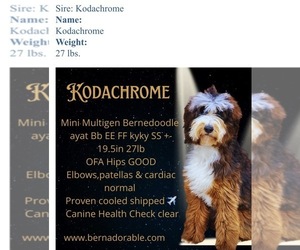 Father of the Bernedoodle puppies born on 05/24/2025