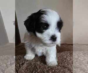 Havanese Puppy for sale in DREXEL, MO, USA