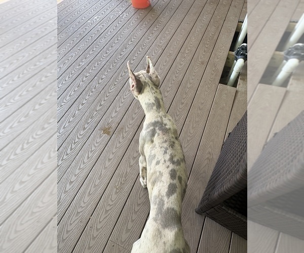 Medium Photo #2 Great Dane Puppy For Sale in LITCHFIELD, NH, USA