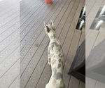 Small #1 Great Dane