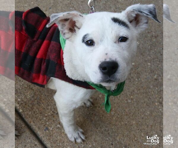 Medium Photo #1 Boxer-Unknown Mix Puppy For Sale in Washington, DC, USA