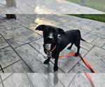 Small #2 Dachshund Mix