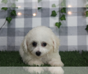 Bichon Frise Puppy for sale in MARIETTA, GA, USA