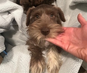 Schnauzer (Miniature) Puppy for sale in PICKENS, SC, USA