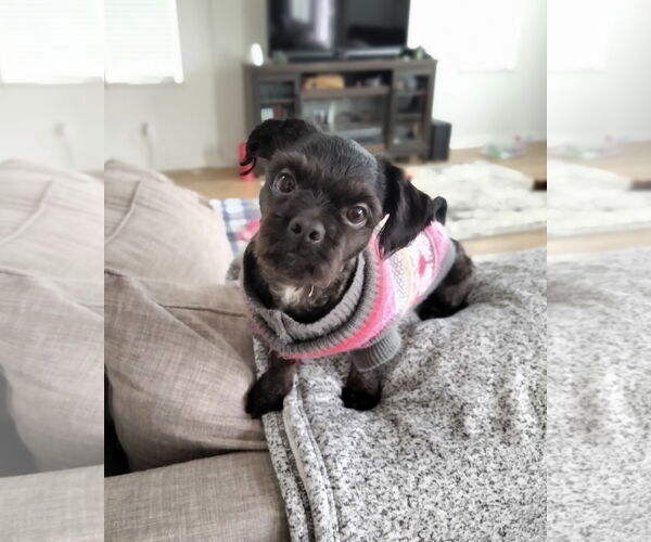 Medium Photo #1 Shih Tzu-Unknown Mix Puppy For Sale in Davis, CA, USA