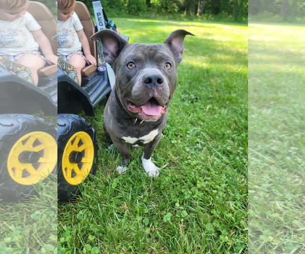 Medium Photo #1 American Pit Bull Terrier Puppy For Sale in Spotsylvania, VA, USA