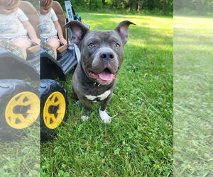 American Pit Bull Terrier Dogs for adoption in Spotsylvania, VA, USA