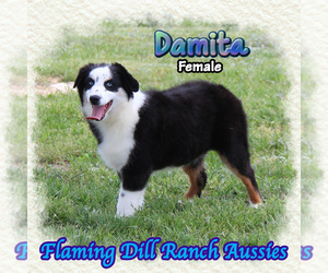 Miniature Australian Shepherd Puppy for sale in FORESTBURG, TX, USA