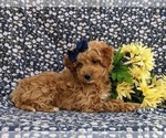 Small Photo #9 Miniature Labradoodle Puppy For Sale in KINZERS, PA, USA