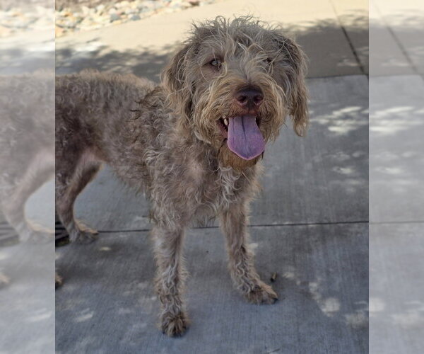 Medium Photo #3 Poodle (Standard)-Unknown Mix Puppy For Sale in Lakewood, CO, USA