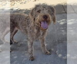 Small #2 Poodle (Standard) Mix