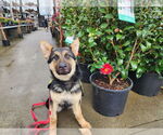 Small #20 German Shepherd Dog
