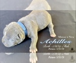 Puppy Achilles American Bully