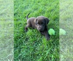 Small #2 Labrador Retriever