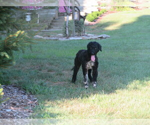 Portuguese Water Dog Puppy for sale in HONEY BROOK, PA, USA
