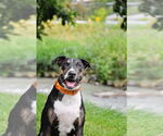 Small #4 Bull Terrier Mix