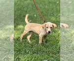 Small #1 Mutt