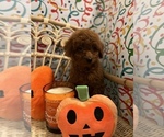 Small Photo #13 Goldendoodle (Miniature) Puppy For Sale in LAS VEGAS, NV, USA