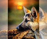 Small Photo #1 German Shepherd Dog Puppy For Sale in SCOTTSBURG, IN, USA