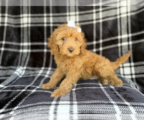 Medium Photo #2 Cock-A-Poo Puppy For Sale in LAKELAND, FL, USA