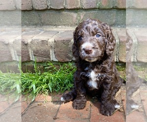 English Springer Spaniel-Unknown Mix Puppy for sale in WEAVERVILLE, NC, USA