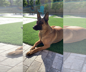 Mother of the Belgian Malinois puppies born on 07/29/2021