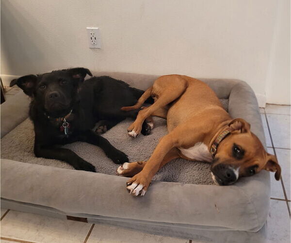 Medium Photo #3 Canaan Dog-Unknown Mix Puppy For Sale in HOUSTON, TX, USA