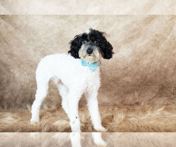 Medium Photo #9 Poodle (Miniature) Puppy For Sale in WARSAW, IN, USA