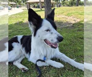 Border Collie Dogs for adoption in Bakersfield, CA, USA