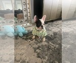 Small #9 French Bulldog