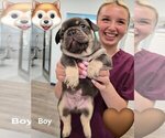 Small French Bulldog