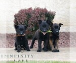 Small #1 Belgian Malinois