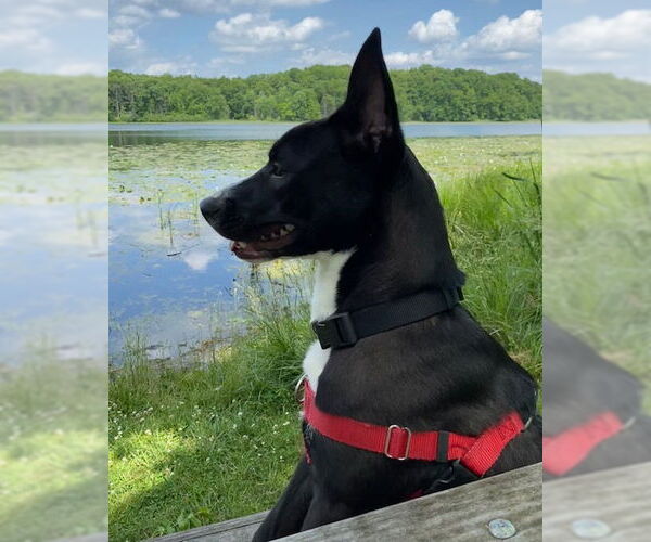 Medium Photo #10 American Pit Bull Terrier-Unknown Mix Puppy For Sale in Stevens Point, WI, USA