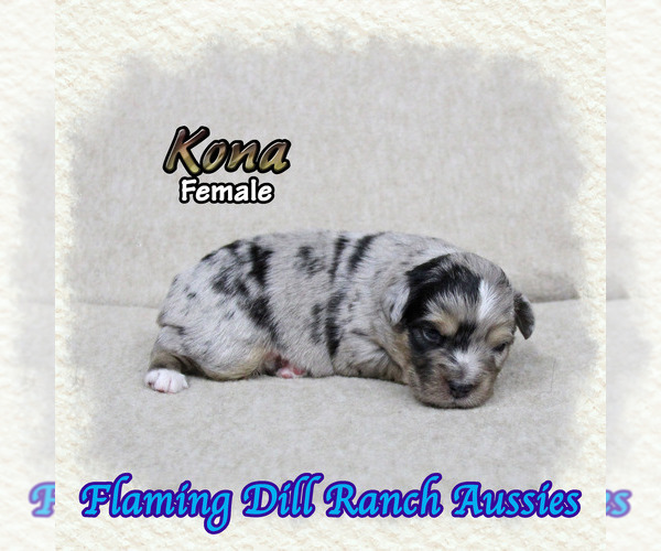 Medium Photo #1 Miniature Australian Shepherd Puppy For Sale in FORESTBURG, TX, USA