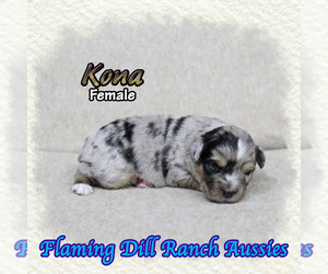 Miniature Australian Shepherd Puppy for sale in FORESTBURG, TX, USA