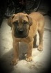 Small Photo #6 Bullmastiff Puppy For Sale in LIMERICK, PA, USA