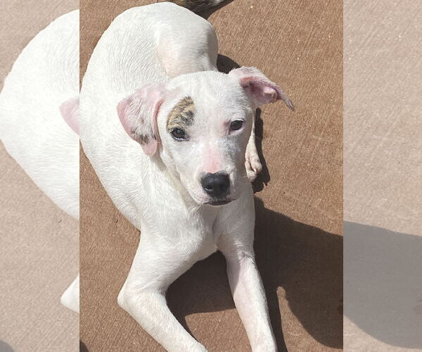 Medium Photo #1 American Pit Bull Terrier-Staffordshire Bull Terrier Mix Puppy For Sale in Ball Ground, GA, USA