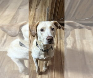 Mutt Dogs for adoption in Boston, MA, USA