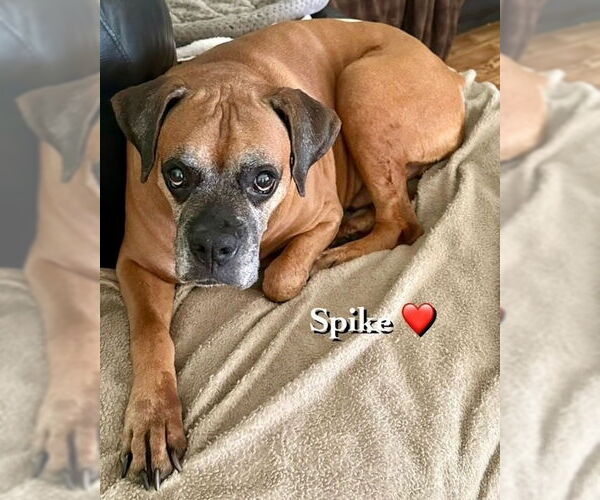 Medium Photo #4 Boxer Puppy For Sale in Austin, TX, USA