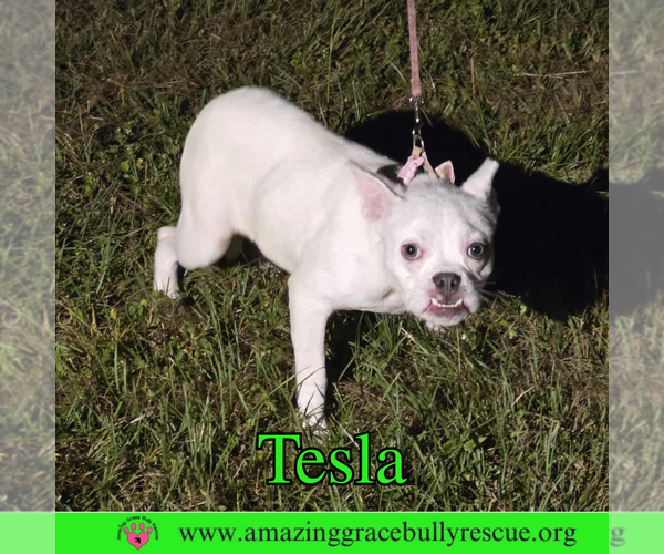 Medium Photo #3 American Bulldog-Unknown Mix Puppy For Sale in Pensacola, FL, USA