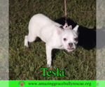 Small #2 American Bulldog Mix